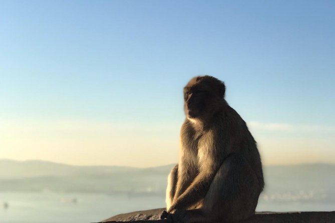 Gibraltar Sightseeing: Premium Rock Tour / Shore Excursion (Private) - Additional Information