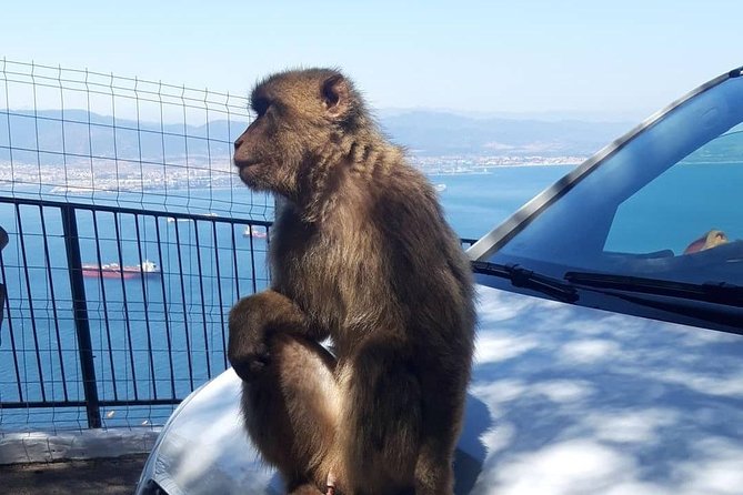 Gibraltar Sightseeing :SKYWALK AND SUSPENSION BRIDGE TOUR (Private) - Frequently Asked Questions