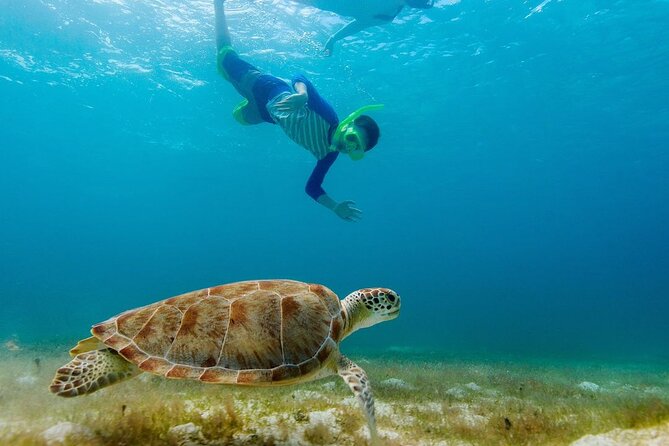 Guided Snorkeling Trip to See the Turtles - Professional Photos Taken