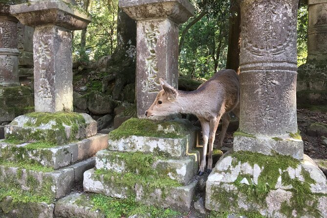 Half-Day Private Guided Tour to Nara City - Frequently Asked Questions