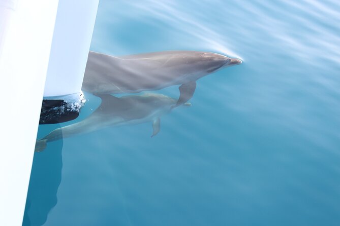 Magic Dolphin Celebrity - Meeting Points and Logistics