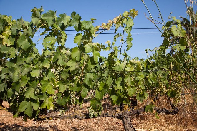 Mallorca Half Day Private Wine Tour With Wine Tasting - The Sum Up