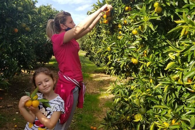 Mandarina Farming Tour With Food and Drink Tasting in Albania - Traveler Reviews
