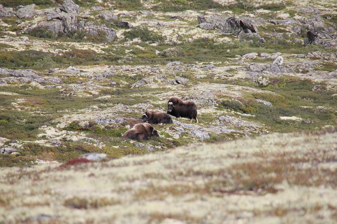 Muskox Safari From Hjerkinn | Dovre & Lesja Aktiv - Customer Reviews