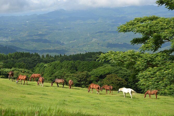 Pasture Hike With Horse Whisperer at Horse Trust in Kagoshima - Frequently Asked Questions