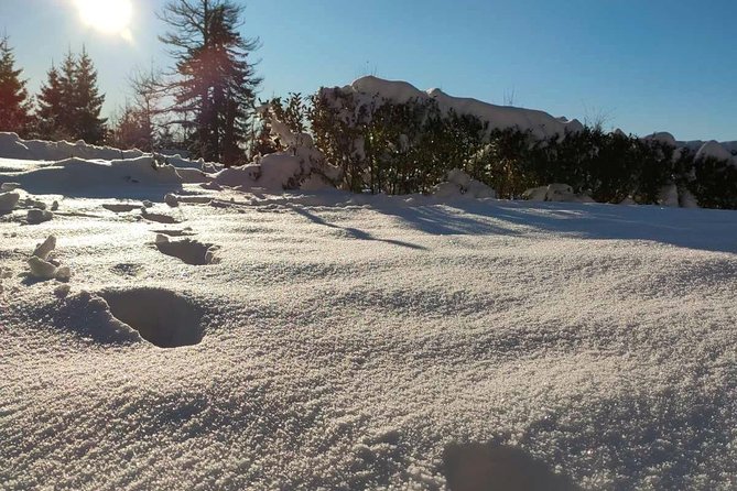 Private Buggy Experience All Seasons in Pamporovo - The Sum Up