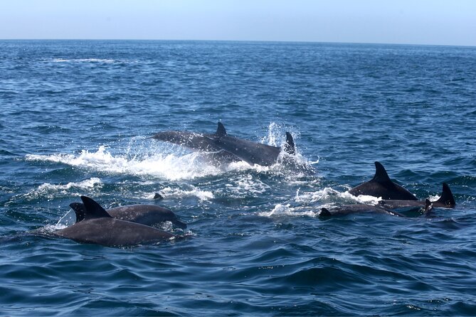 Private Family Dolphin Tour in Poreč - Safety Guidelines
