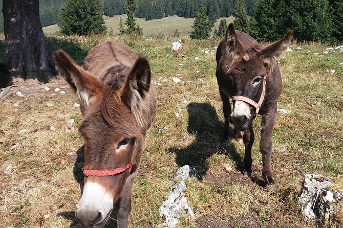 Private Full-Day Hiking Tour in Piatra Craiului National Park - Additional Information
