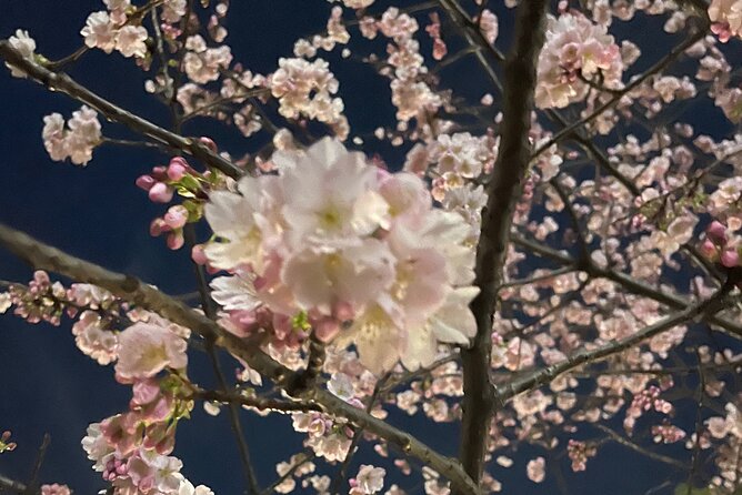 Private Kimono Cultural and Historical Walk in Kabukicho - Cancellation Policy and Price Details