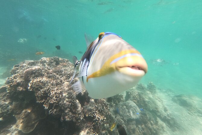 Private Snorkeling in Okinawa With Tropical Fish and Rock Pools - Inclusions Provided