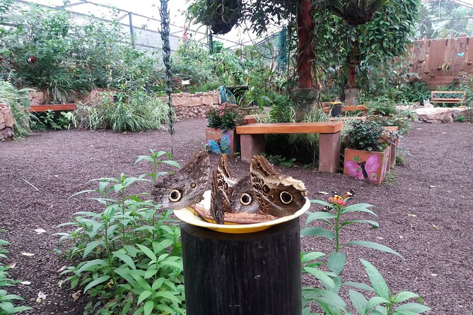 Private Tour to Mindo With Hummingbird Reserve, Tarabita and Butterfly Farm - Additional Information