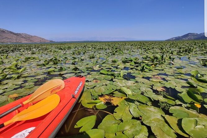 Skadar Lake - Falcon Kayak Tour - Equipment and Rentals