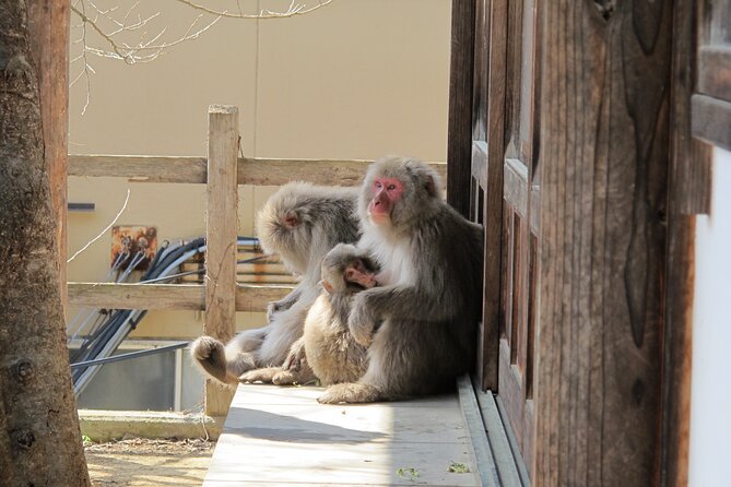 Snow Monkey Park & Shibu Onsen Afternoon Tour - Customer Reviews