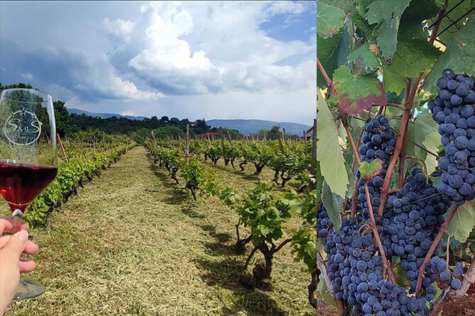 S&S Winery - Wine Tasting Experience in Ohrid - Accessibility and Amenities