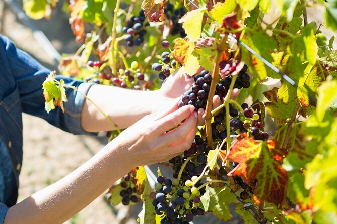 The Grape Escape: Troodos Mountains Thru Wine Small Group Tour 6hrs - Frequently Asked Questions