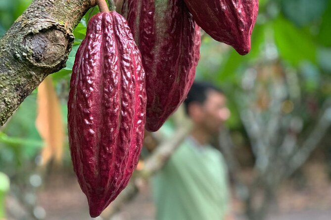 Tour Paso Del Mango Chocolate & Waterfalls - Tour Overview