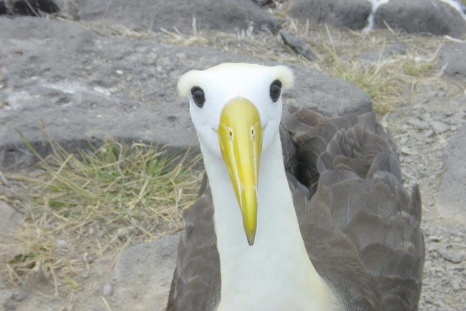 Visit to Spanish Island * (San Cristobal) * - Additional Information