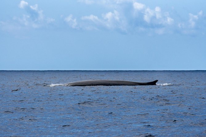 Whale and Dolphin Watching on Tercera Island - Reviews