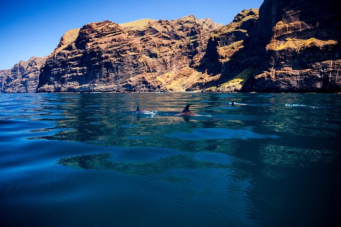 Whale Watching and Listening Eco Catamaran Tour With Food Tasting - On-Board Experience