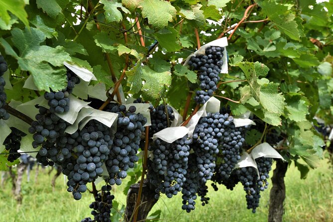 Yamanashi Koshu Winery Private Tour With Licensed Guide & Vehicle - What To Expect During the Tour