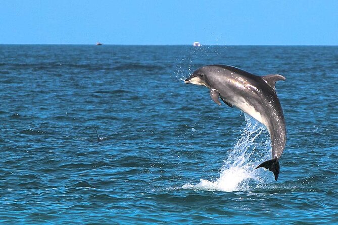 2 Hour Sunset Dolphin Watching Shared Tour - Cancellation and Refund Policy