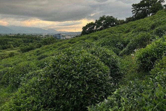 2 Hours Tea House and Tea Garden Trip in Ozurgeti Georgia - The Sum Up