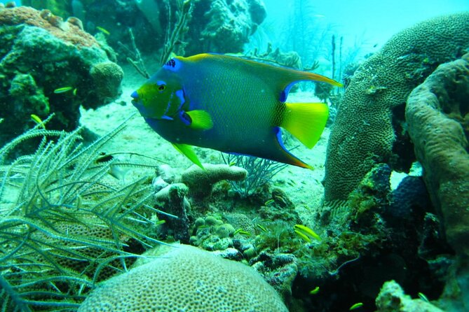 5 Islands Tour With Lunch Snorkeling and Plankton - Inclusions and Exclusions