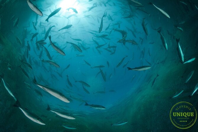 An Unforgettable Day With Fish, Wine and Olive Oil Tasting - The Sum Up