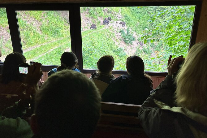 Bear Watching In Brasov: Observe Wild Bears From A Hideout - Activity Overview