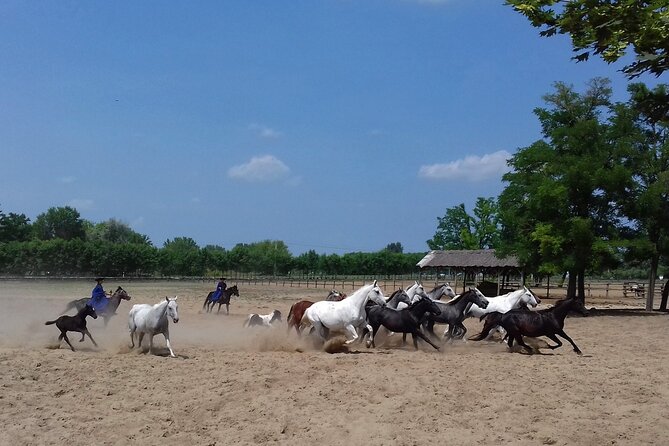 Budapest Puszta Day Trip to Kecskemet Icluding Horse Show & Lunch - Customer Reviews
