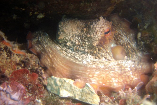 Diving Day Tour With 2 Dives - Booking Details