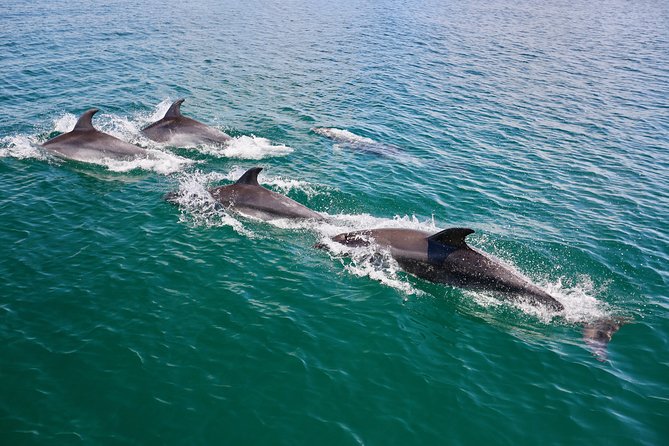 Dolphin Search - Dolphin Quest - Experience Highlights