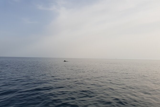 Dolphin Watching Sunset Boat Trip in Pula With Dinner - Directions