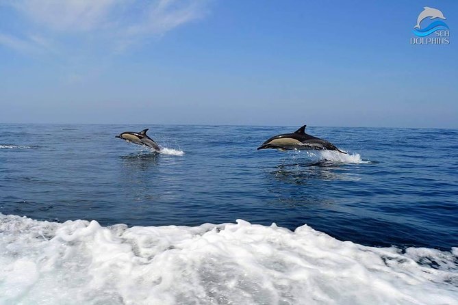 Dolphins Watching - Family-Friendly Experience Expectations