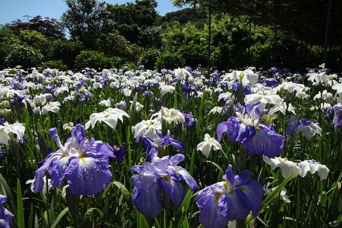 Entry Ticket to Ashikaga Flower Park in Japan - The Sum Up
