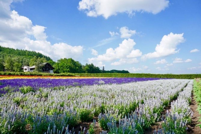 Experience Hokkaidos Summer, Furano, Blue Pond & All-you-can-eat Fresh Melon! - Directions