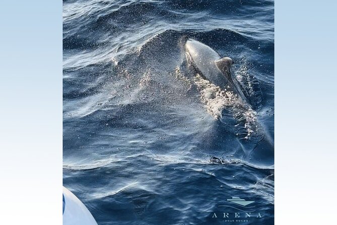 Fantastic DOLPHIN & SUNSET TOUR With Dinner (Pula - NP Brijuni) - The Sum Up