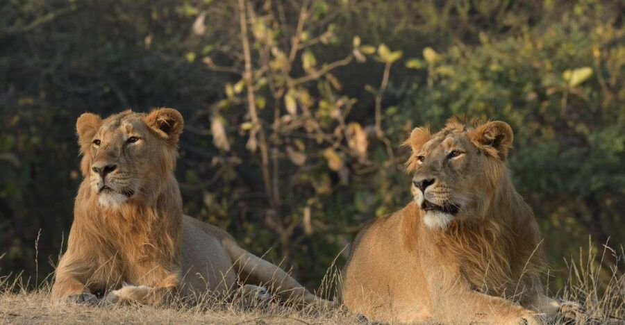 From Rajkot: Gir Somnath Weekend Tour