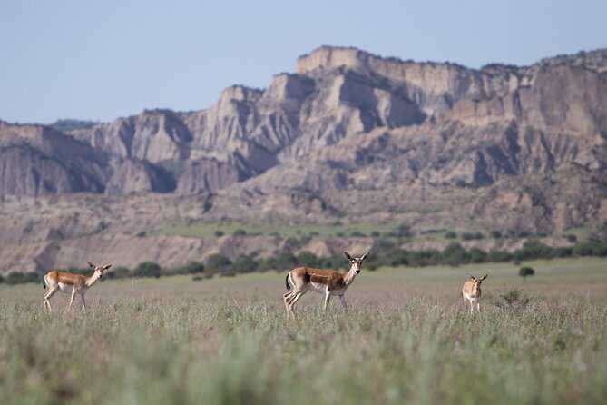 Full-Day Private Wilderness Tour in Vashlovani National Park - Additional Tour Information