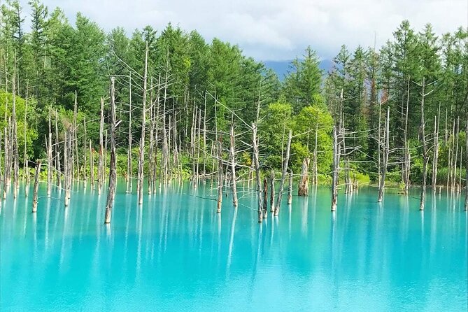 Full Day Tour Hokkaido Biei Green Pond and Furano Flower Sea - Frequently Asked Questions