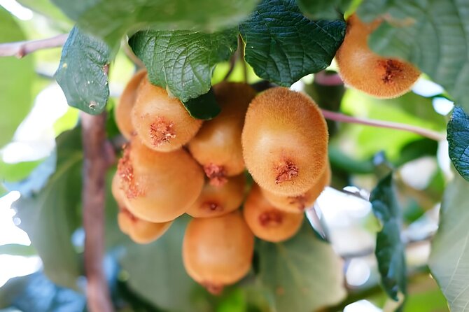 Gastronomical Amalfi Coast Hike With Cooking Class - Cancellation Policy Details
