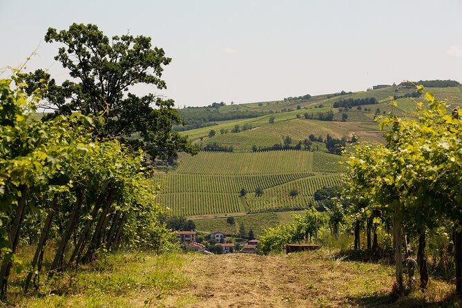Guided Tour With Tasting - Reviews
