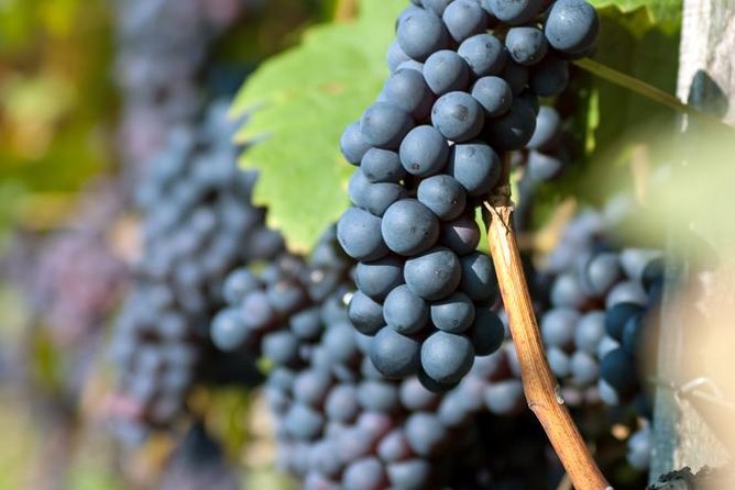 Half-Day Wine Tasting Tour in Etyek Wine Country Near Budapest - The Sum Up