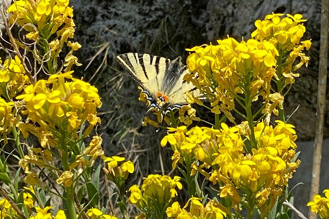 Hiking Tour in Nature Park Biokovo - Tour Requirements
