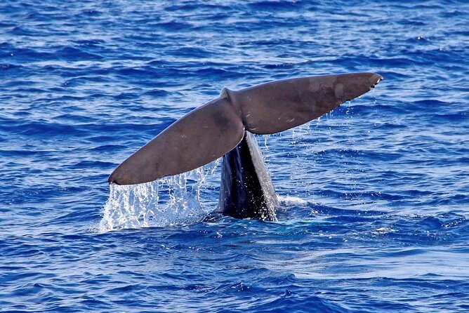 Hop-on Hop-off Bus Tour and Catamaran Whale & Dolphin Watching - Reviews