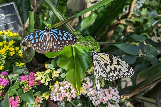 Kanazawa Temples Panoramic Landscape Views and Butterflies - Start Time and Expectations