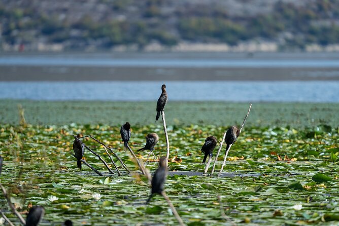 Kayak Rental Adventure Through Lake Skadar From Virpazar - The Sum Up