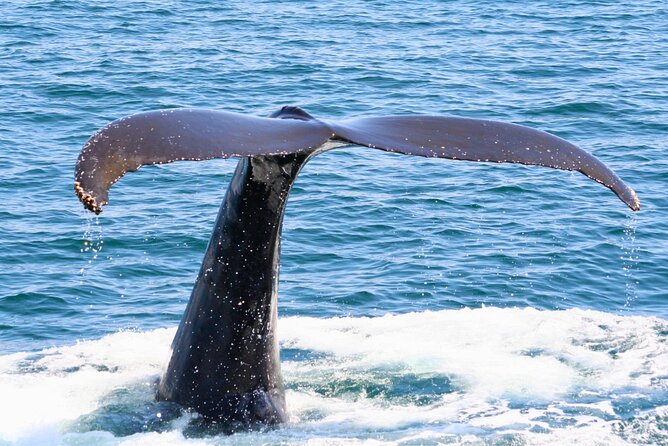 [Limited Time] From Onna Village (Maeda Fishing Port)! Whale Watching｜Completely Reserved Boat Charter Plan (4 Hour Course) - Directions to Maeda Fishing Harbor