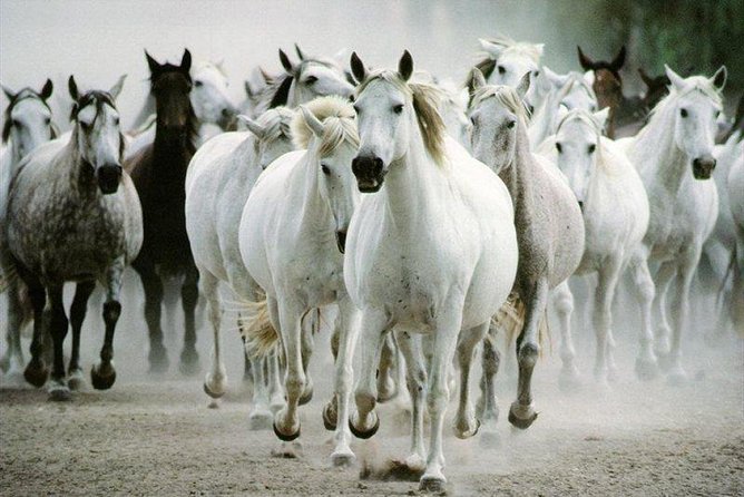 Lipica Stud Farm and Skocjan Caves From Piran or Portoroz or Izola - Directions and Itinerary