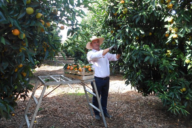 Mandarina Farming Tour With Food and Drink Tasting in Albania - Directions